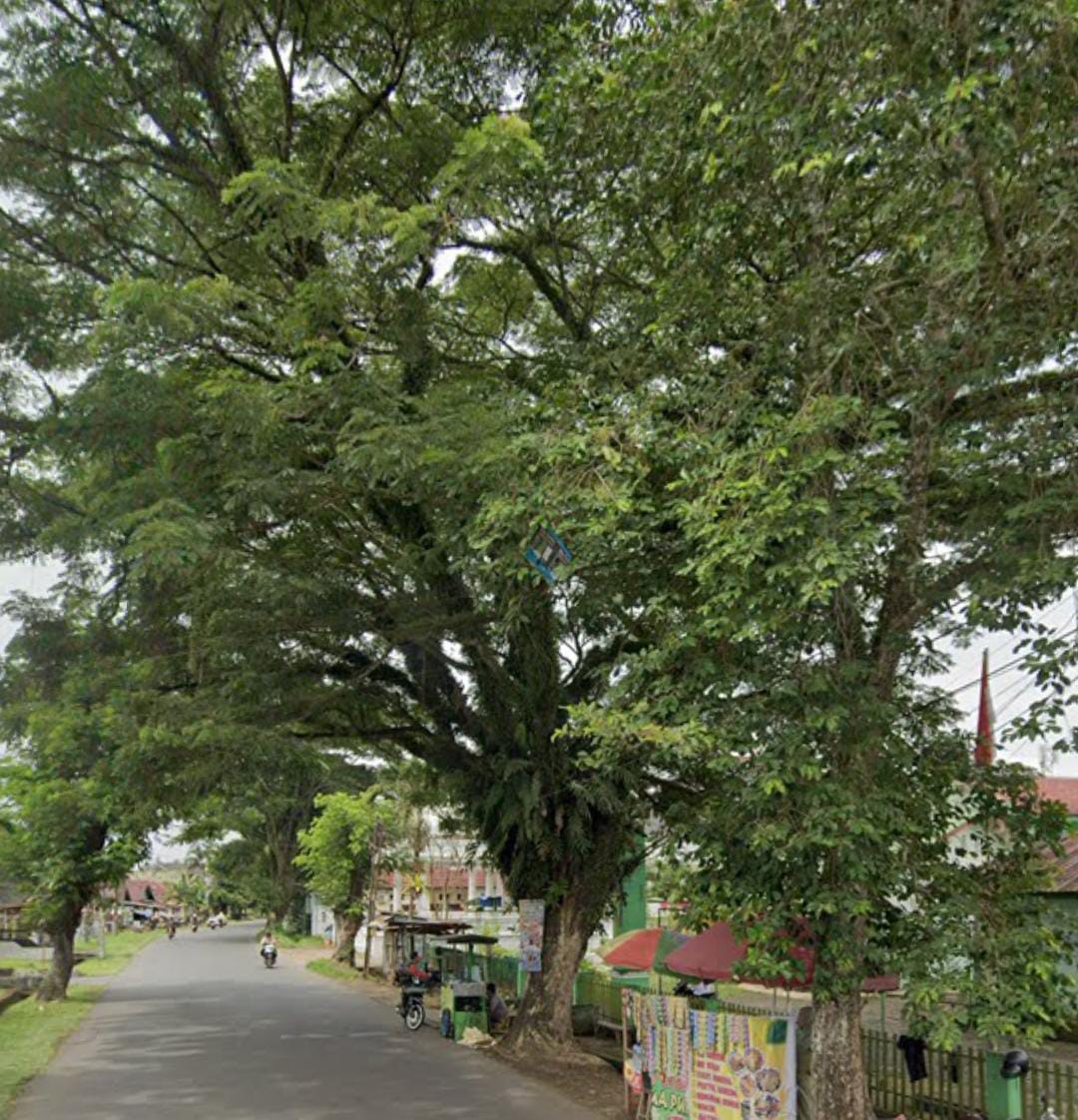 DLH Segera Gandeng Perkim Tuntaskan Pohon Tua di Depati Said